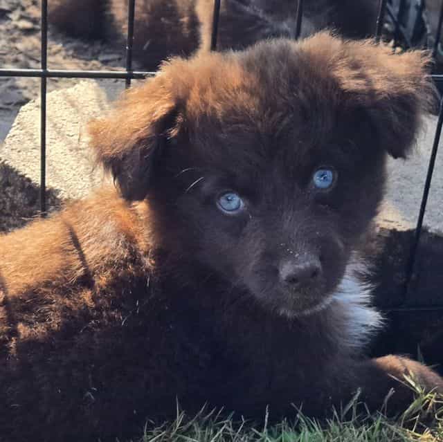 Ilene - Miniature American Shepherd (Mini Aussie) Female