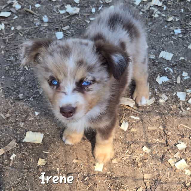 Irene - Miniature American Shepherd (Mini Aussie) Female