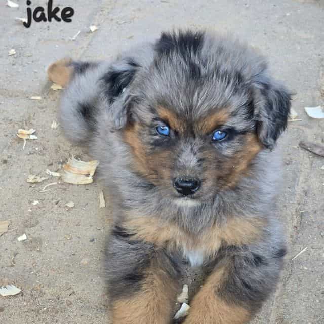 Jake - Australian Shepherd Male