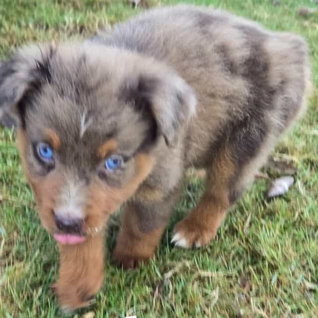 Jerry - Australian Shepherd Male