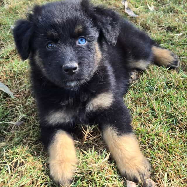 Jim - Australian Shepherd Male