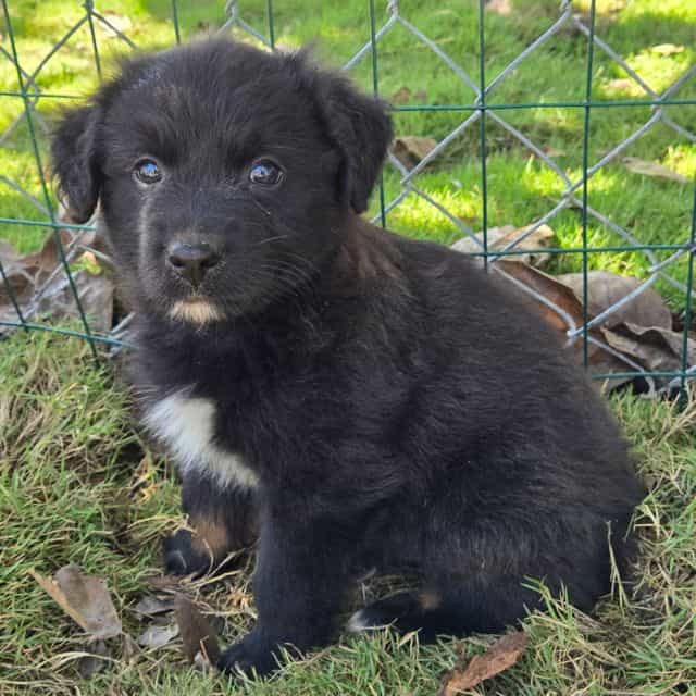 John - Australian Shepherd Male
