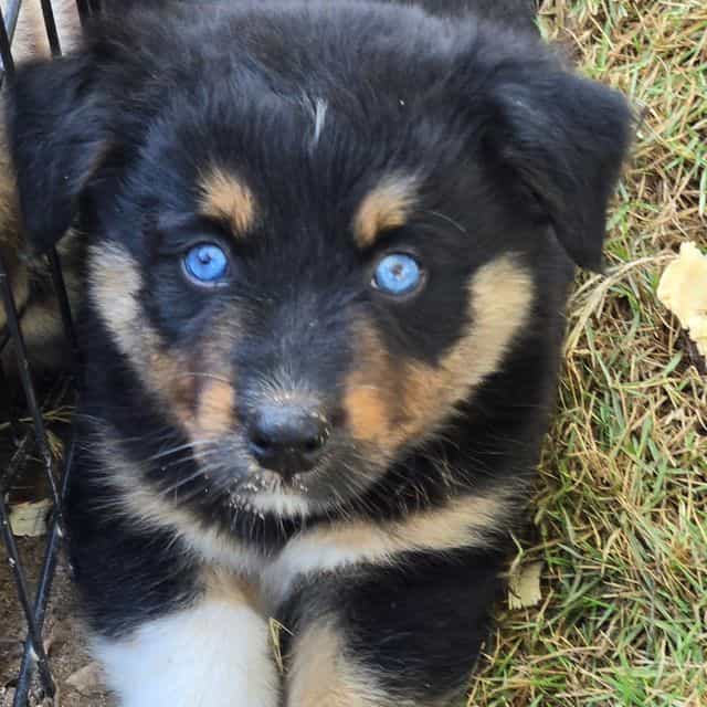 Kirby - Australian Shepherd Male
