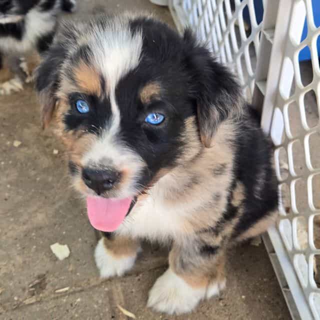 Kam - Australian Shepherd Male