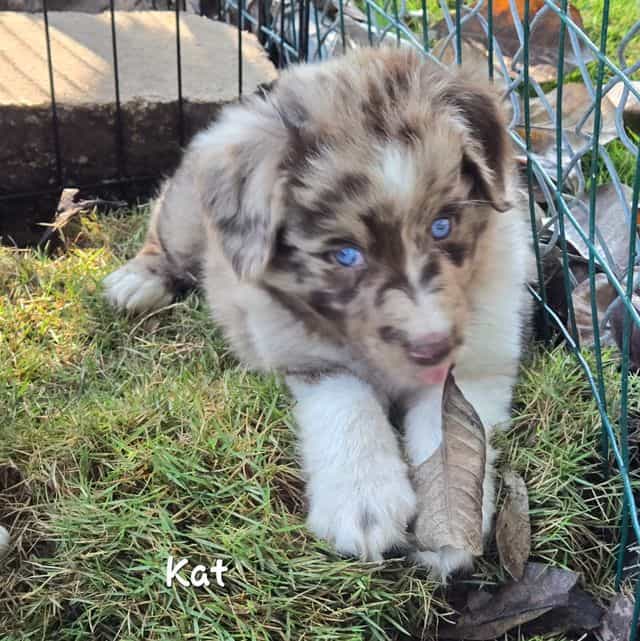 Kat - Australian Shepherd Female