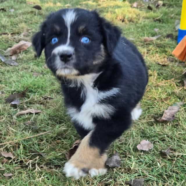 Kim - Australian Shepherd Female