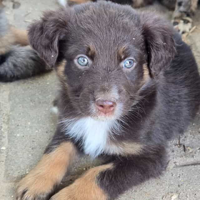 Lane - Australian Shepherd Male