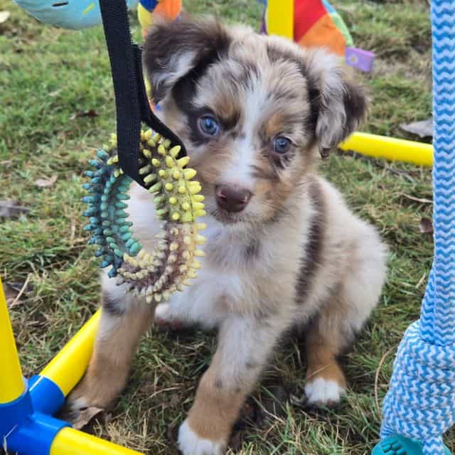 Lars - Australian Shepherd Male