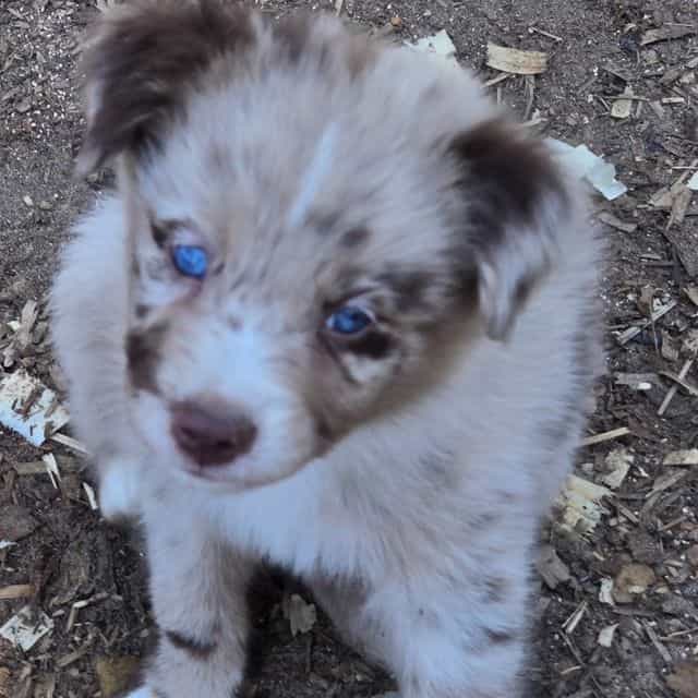 Lance - Australian Shepherd Male