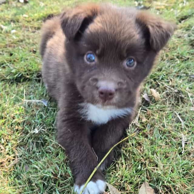 Lynn - Australian Shepherd Female