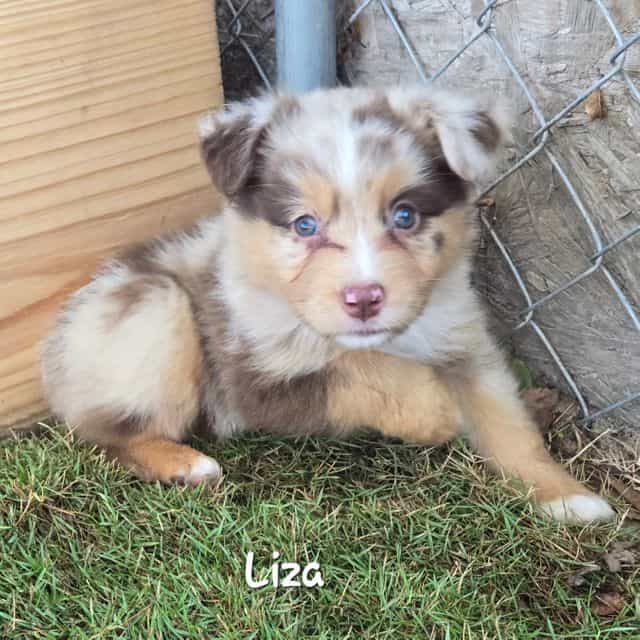 Liza - Australian Shepherd Female