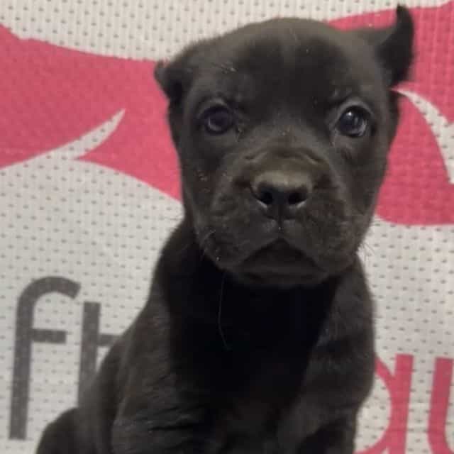 Green Collar - Cane Corso Female