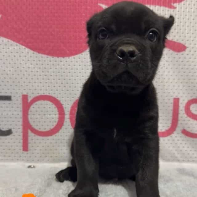 Orange Collar - Cane Corso Female