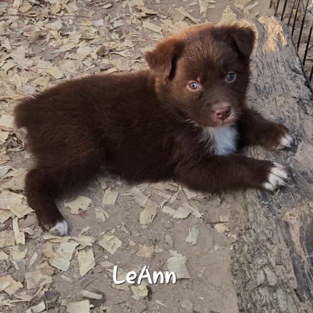 LeAnn - Australian Shepherd Female
