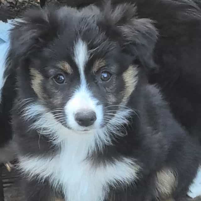 New hampshire - Australian Shepherd Female