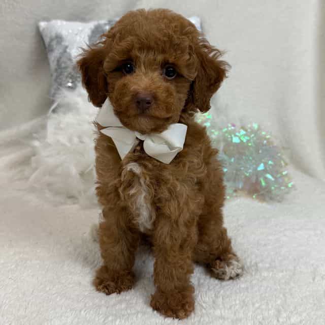 Aspen's White B - Bernedoodle Male