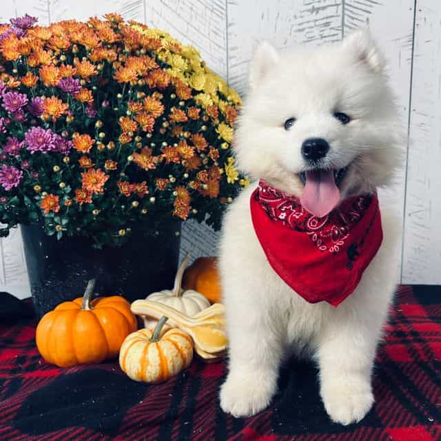 Riley - Samoyed Female