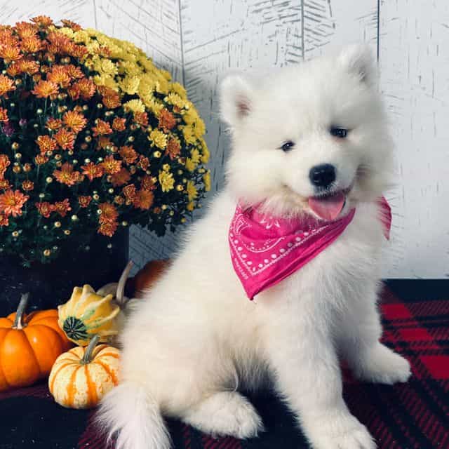 Spirit  - Samoyed Female