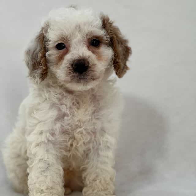 Angel - Cavapoo Female