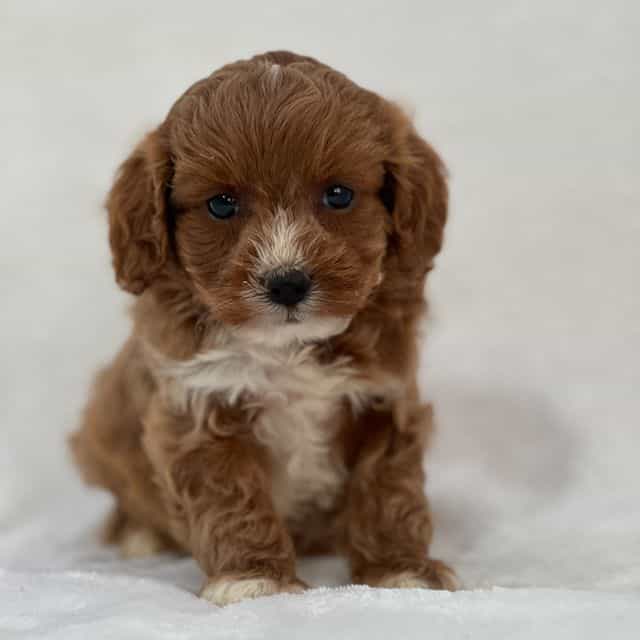 Auburn - Cavapoo Female