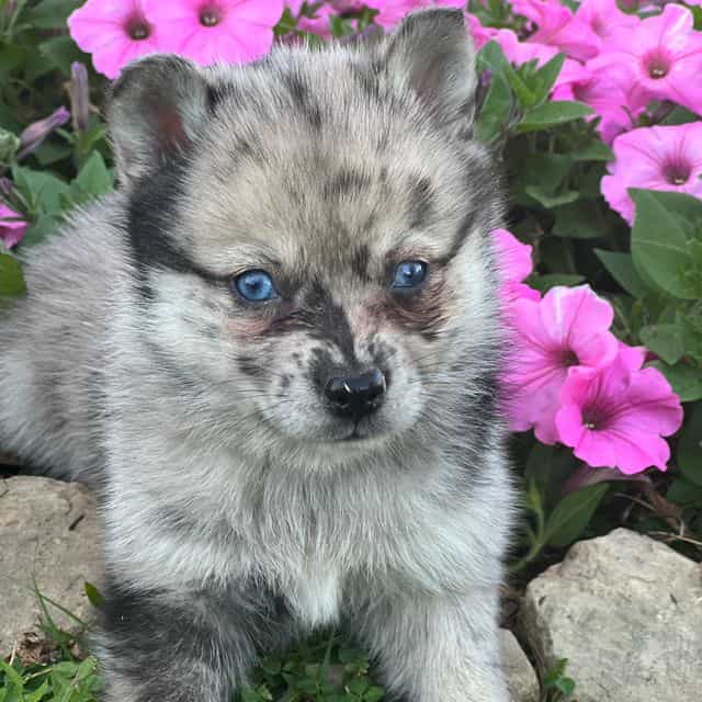 Dusty - Pomsky Female