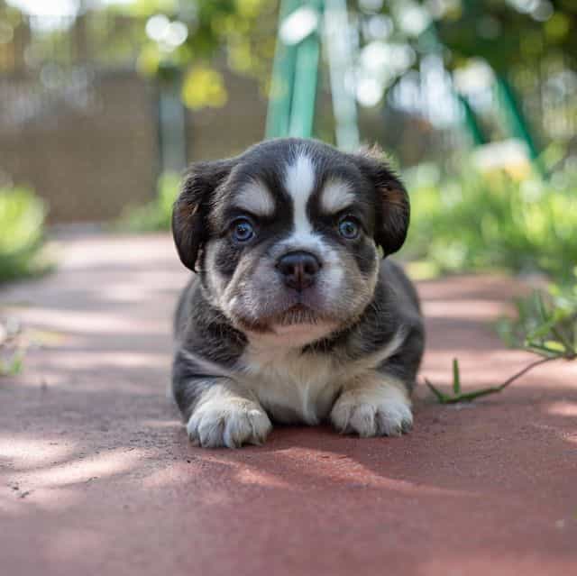 Caesar - French Bulldog Male