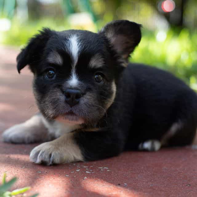 King - French Bulldog Male