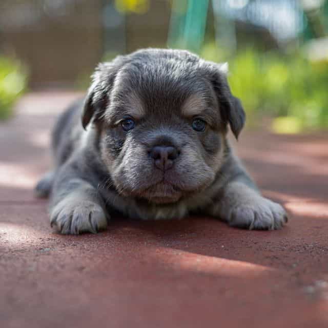 Doll - French Bulldog Female