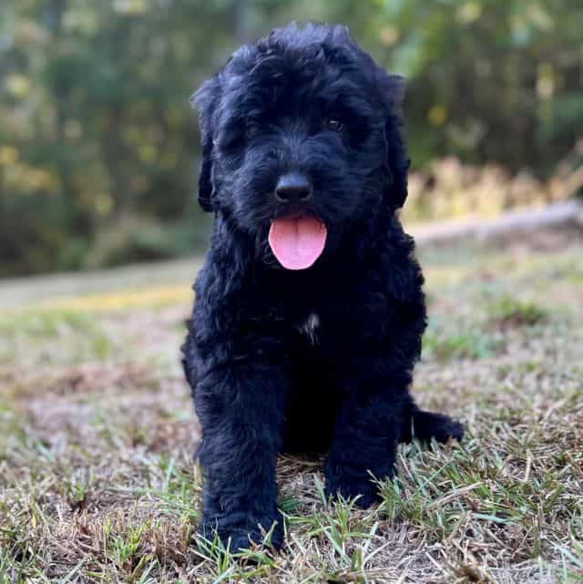 Lacy - Bernedoodle Female