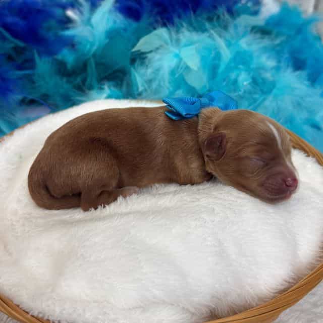 Maddie Turquois - Cavapoo Female
