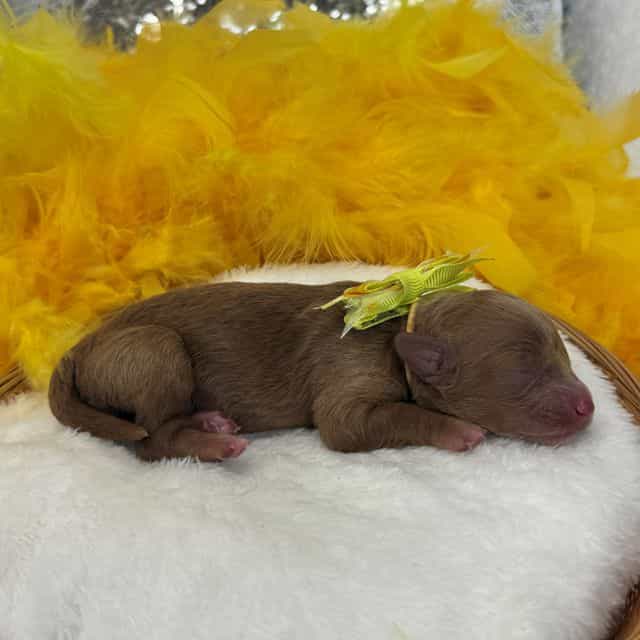Maddie Yellow G - Cavapoo Female