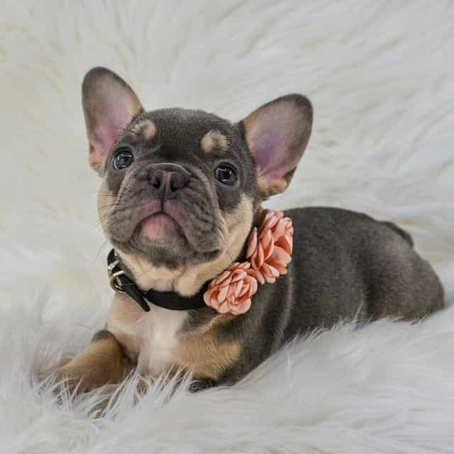 Blue tan girls  - French Bulldog Female