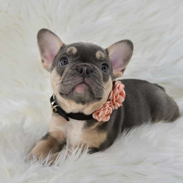 Blue tan girls  - French Bulldog Female