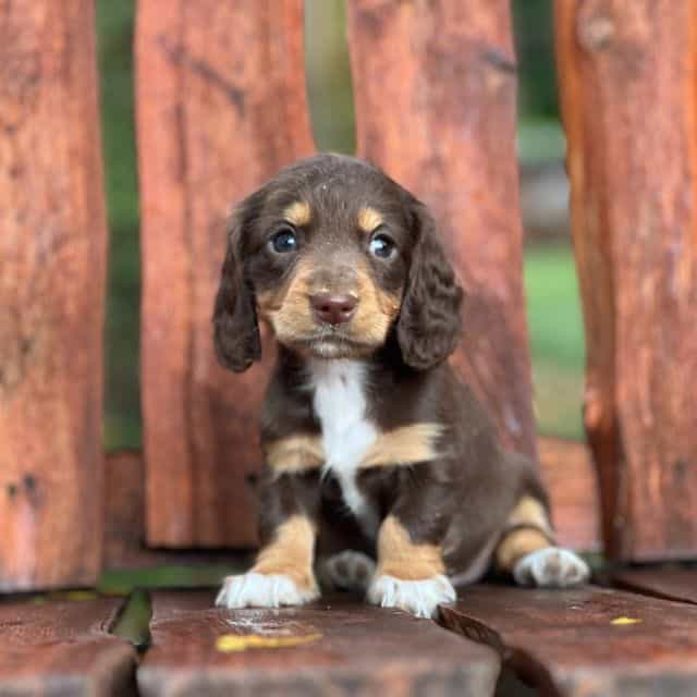 Sabrina - Dachshund Female