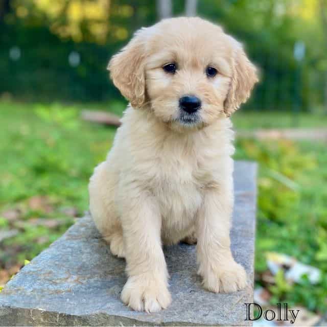 Dolly - Goldendoodle Female