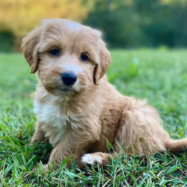 Socks - Goldendoodle Female