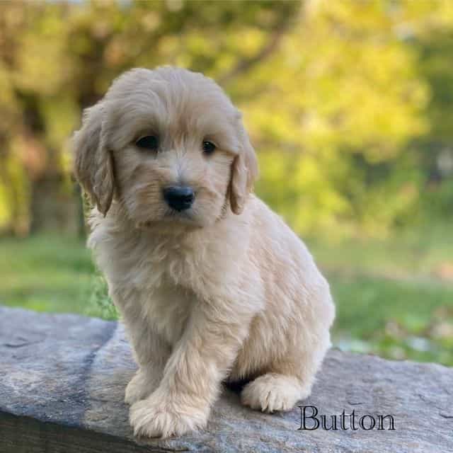 Stevie - Goldendoodle Male