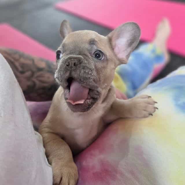 Bear - French Bulldog Male