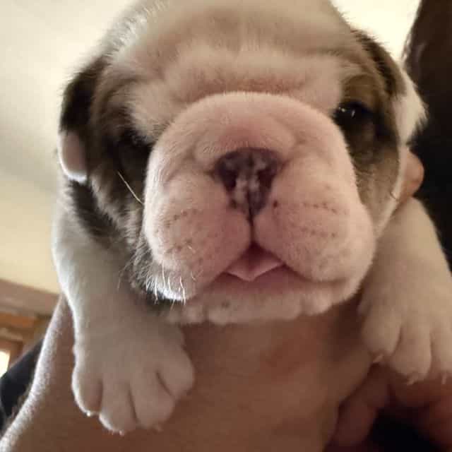 Robbie - English Bulldog Male