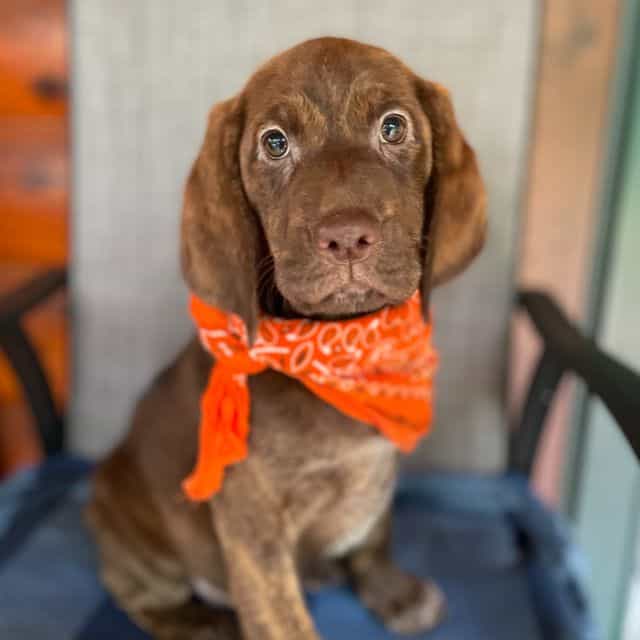 Belle - Springador Female