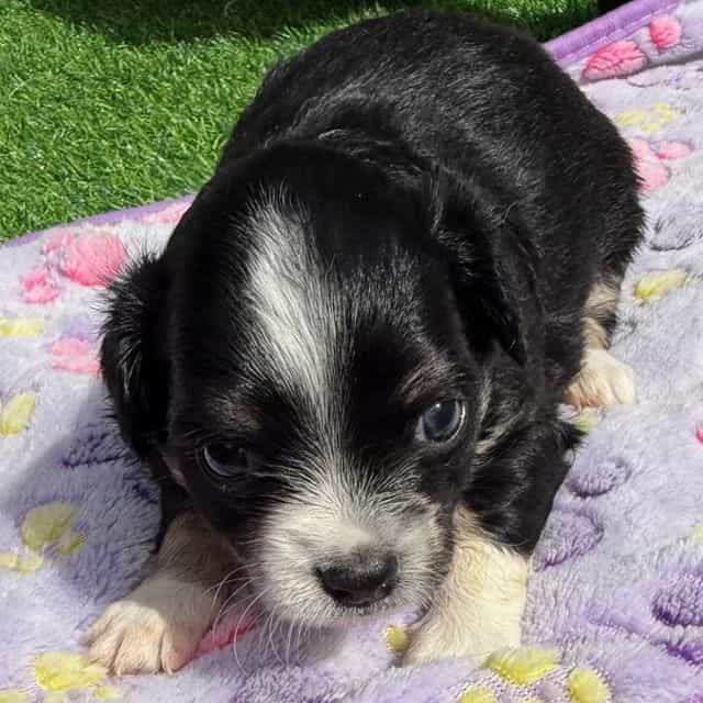 Stanley - Chihuahua Male