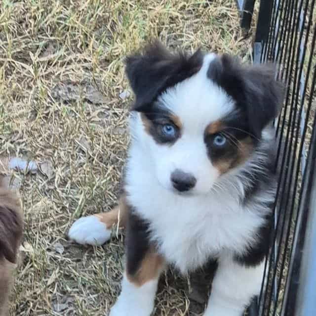 Maine. (Toy) - Australian Shepherd Female
