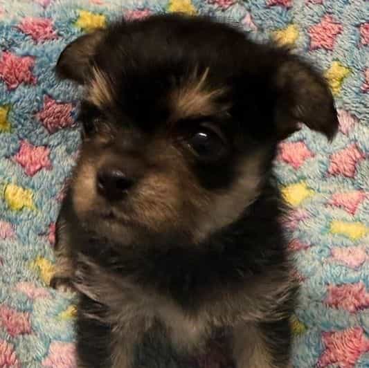 Dirk - Morkie Male