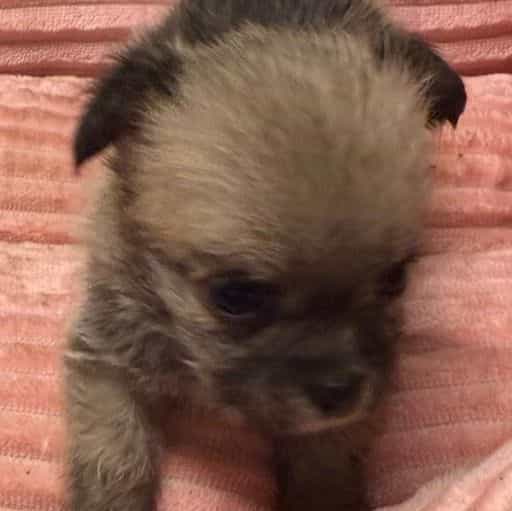 Dolly - Morkie Female
