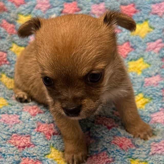 Davy - Morkie Male