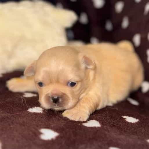 Pris - Pekingese Female