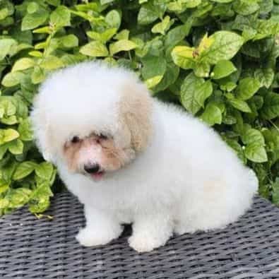 Candy - Maltipoo Female