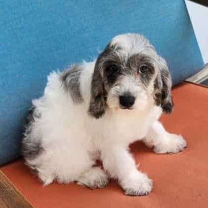Luna  - Cockapoo Female