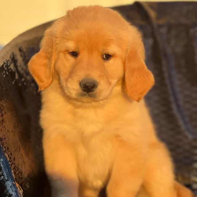 Sally - Golden Retriever Female