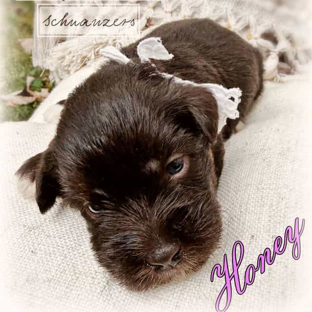 Honey - Miniature Schnauzer Female